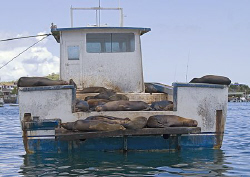 Sealion liveabord.
San Cristobal, Galapagos.
18-200mm. by Mark Thomas 